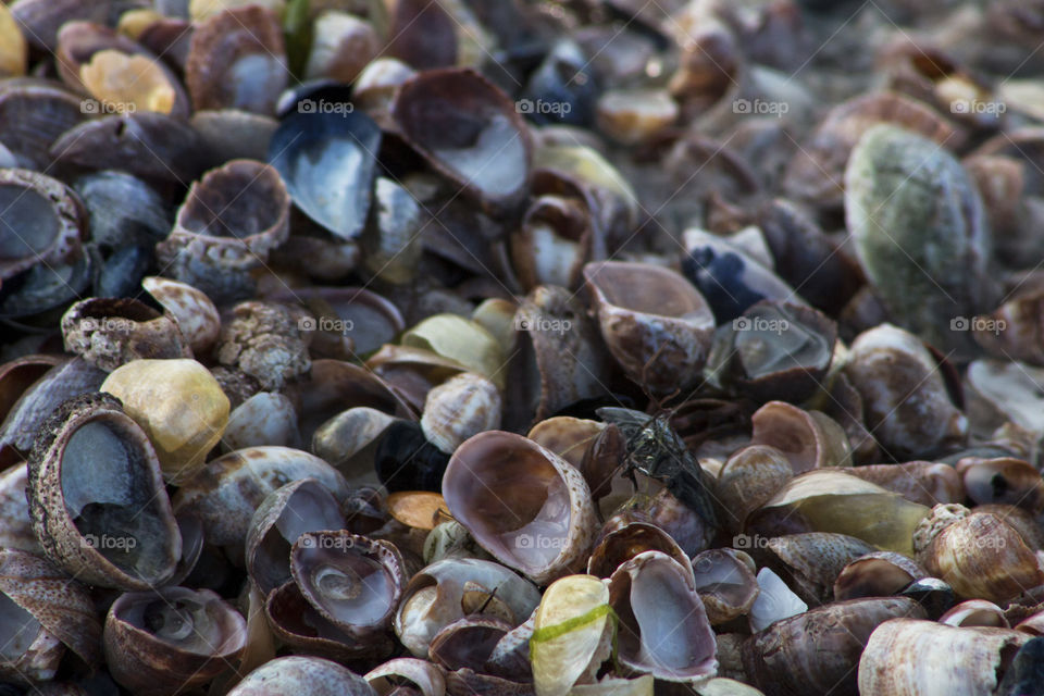 Close-up of a seashells on beach