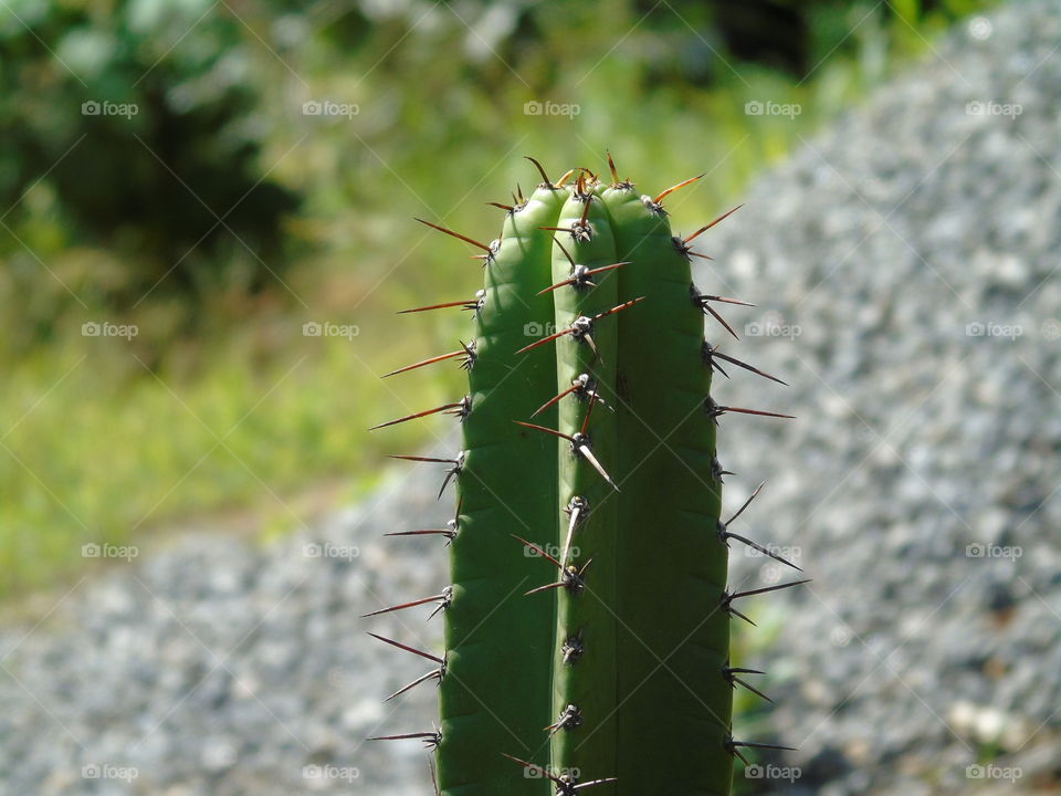 Cactos