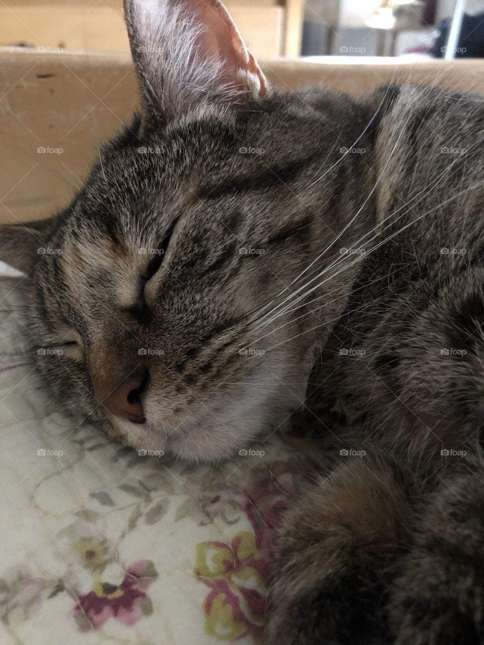 Sweet sleeping tabby cat 