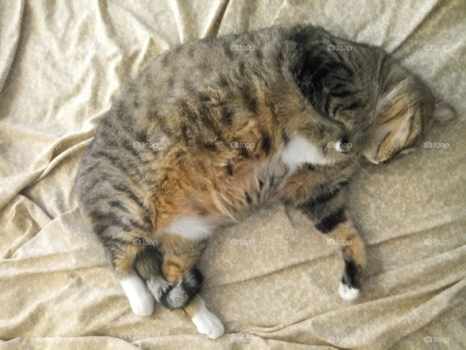 fat tabby cat sleeping on a bed