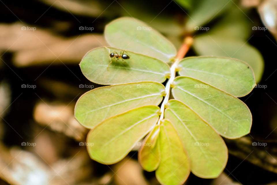 Ant and tinLeaf
