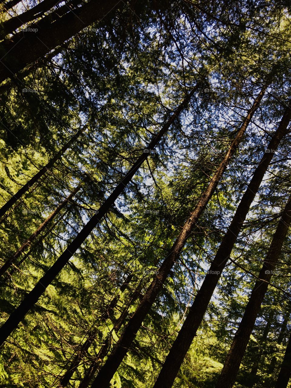 These long trees 🌲