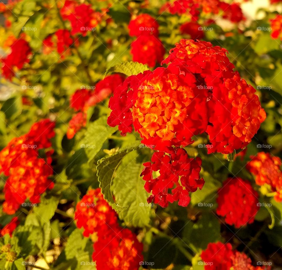 Red Flowers