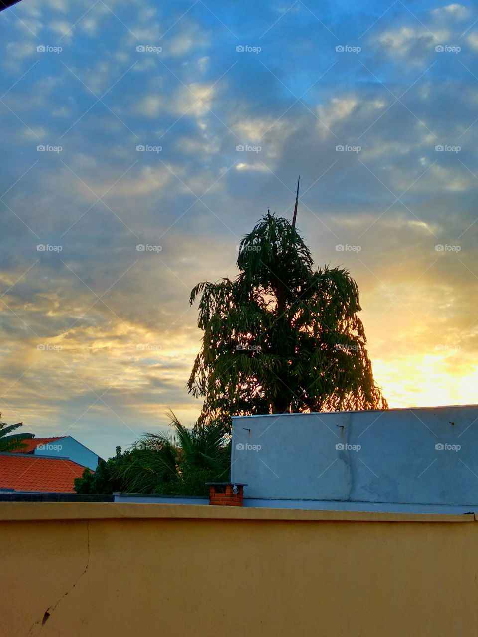Tree on Orange Sky. tirada no por-do-sol
