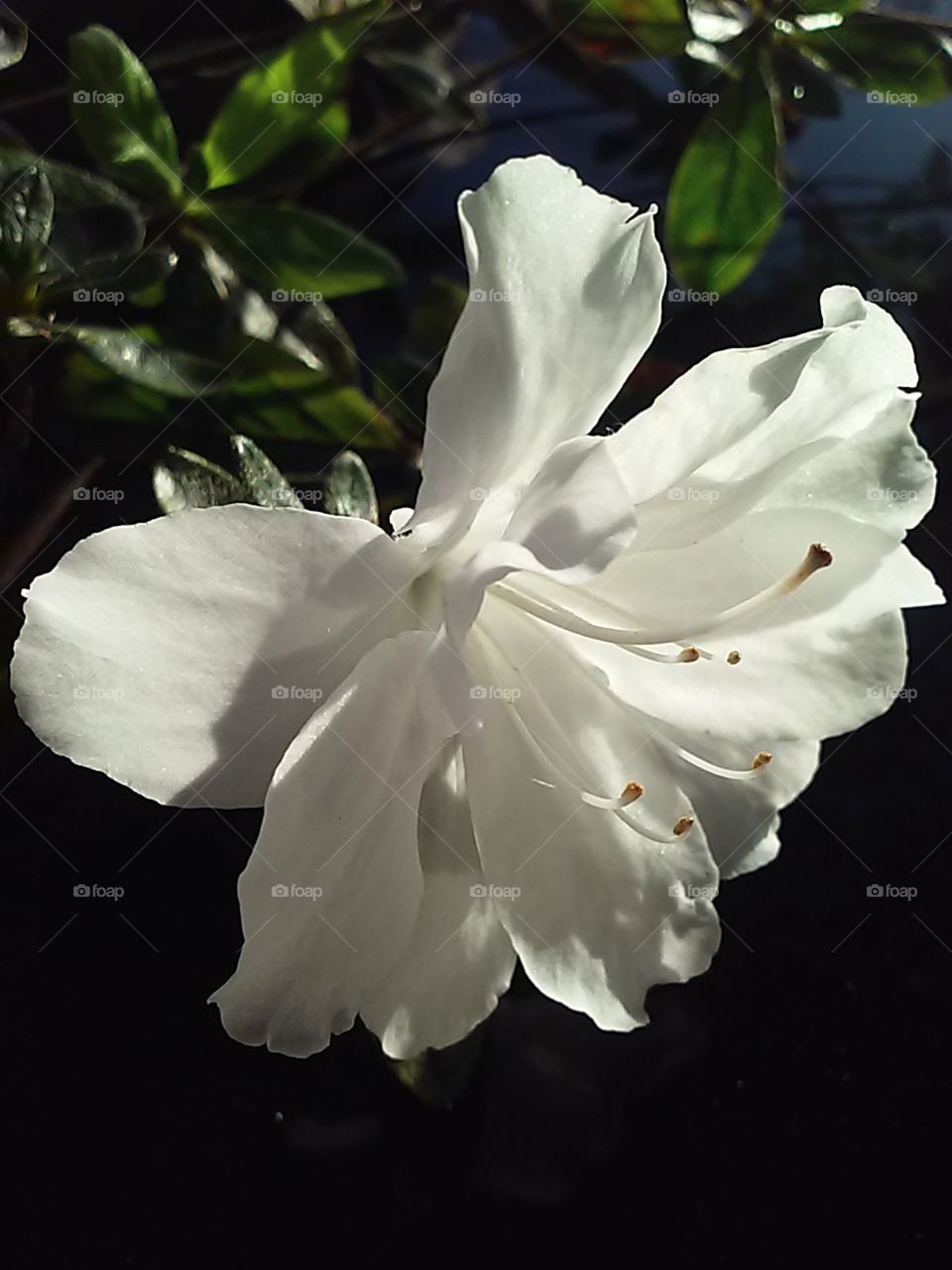 first signs of spring