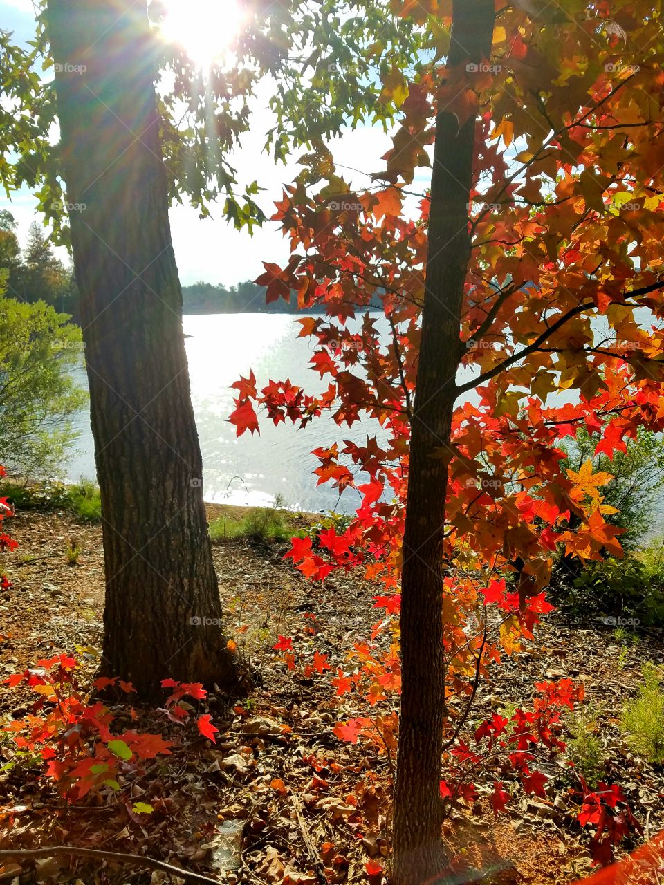 autumn by a lake