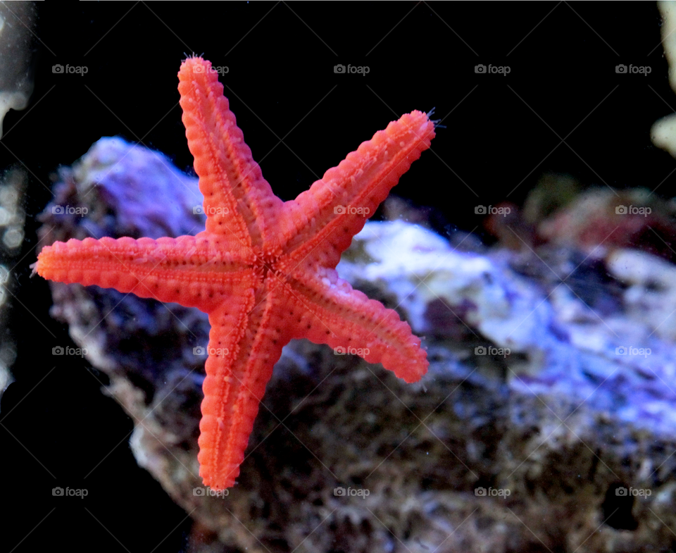 Starfish in Aquarium