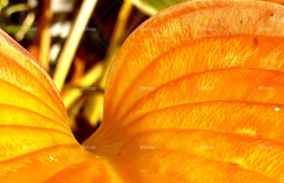 Fall leaf. Colorful fall 