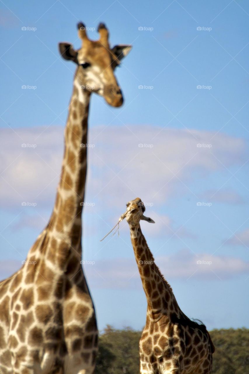 A funny photo of two giraffe 