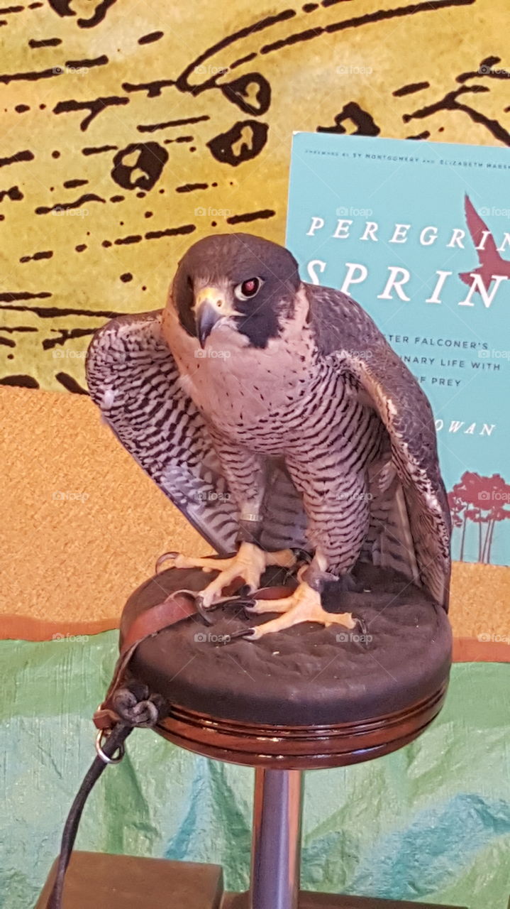 peregrine  6 years old