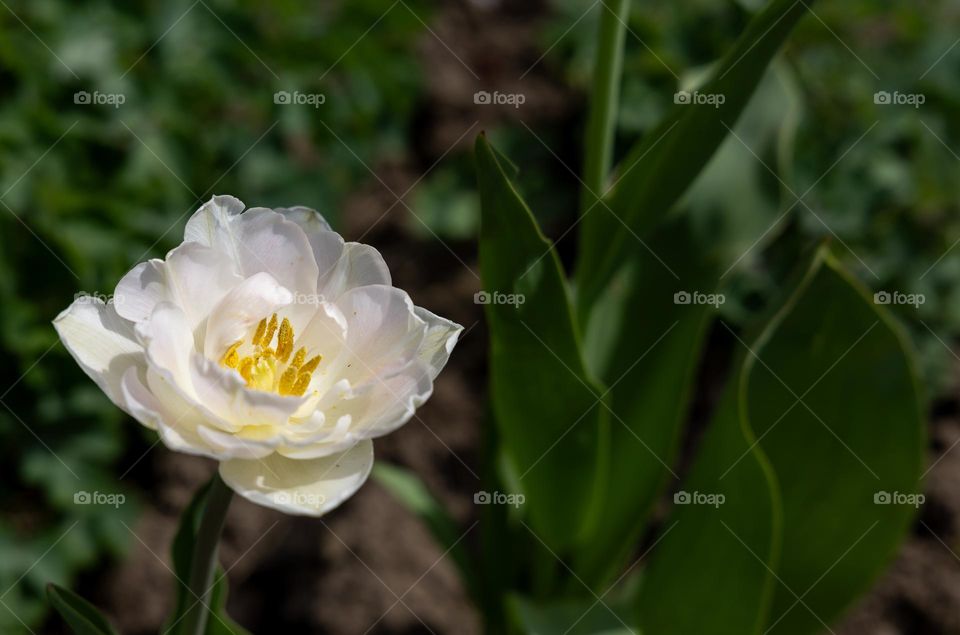 White tulip in spring