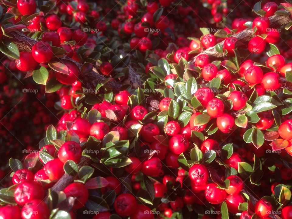 Autumn berries