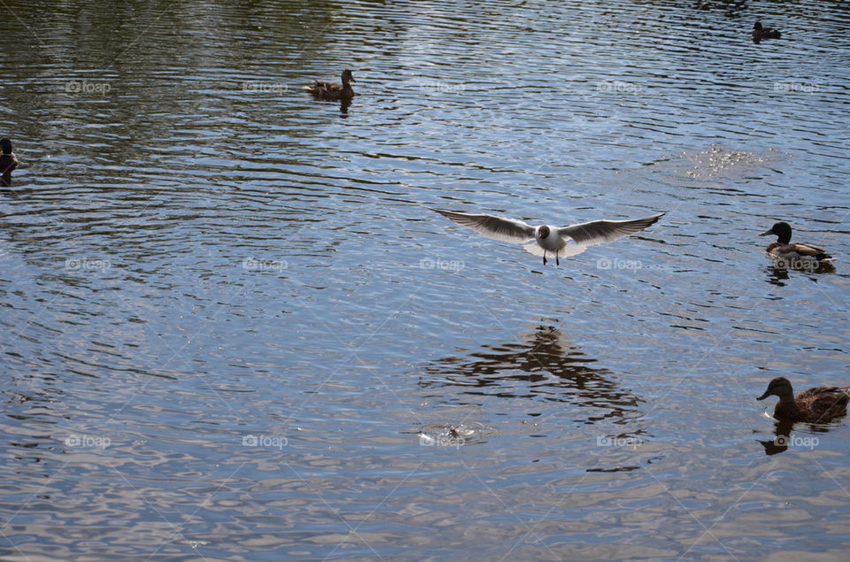 sunny birds pond water by robbra