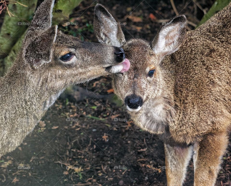 Doe and fawn