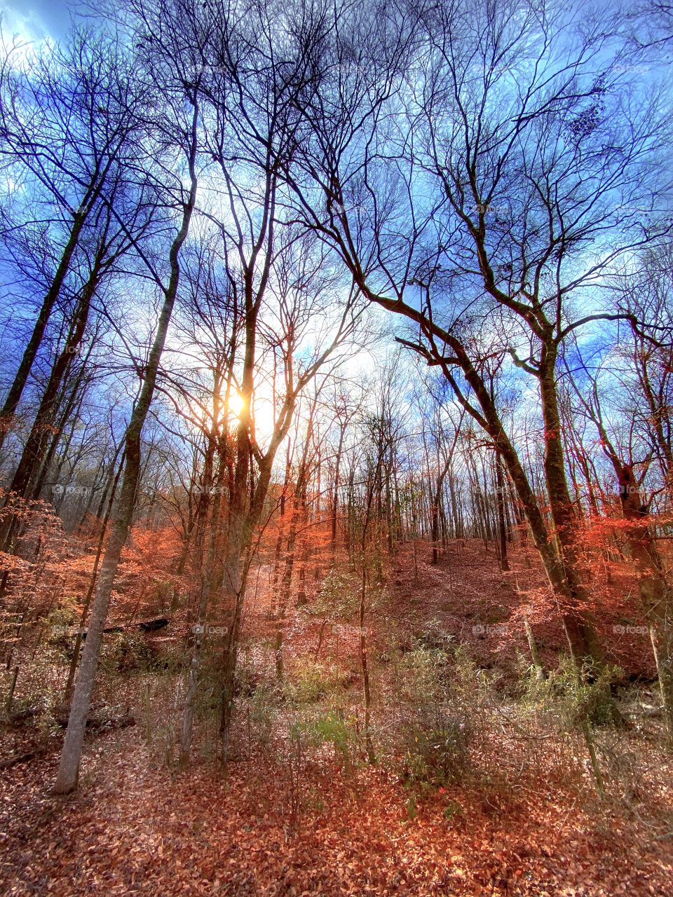 Sun Through Trees 