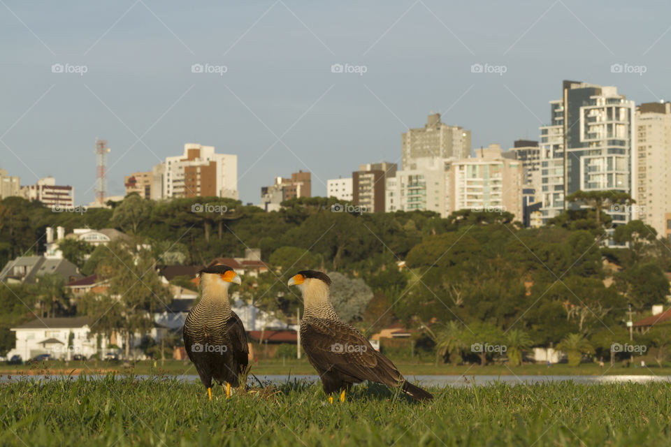 Caracara ( Polyborus plancus ) in Barigui Park, Curitiba Parana Brazil.