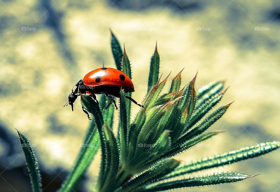 Ladybug