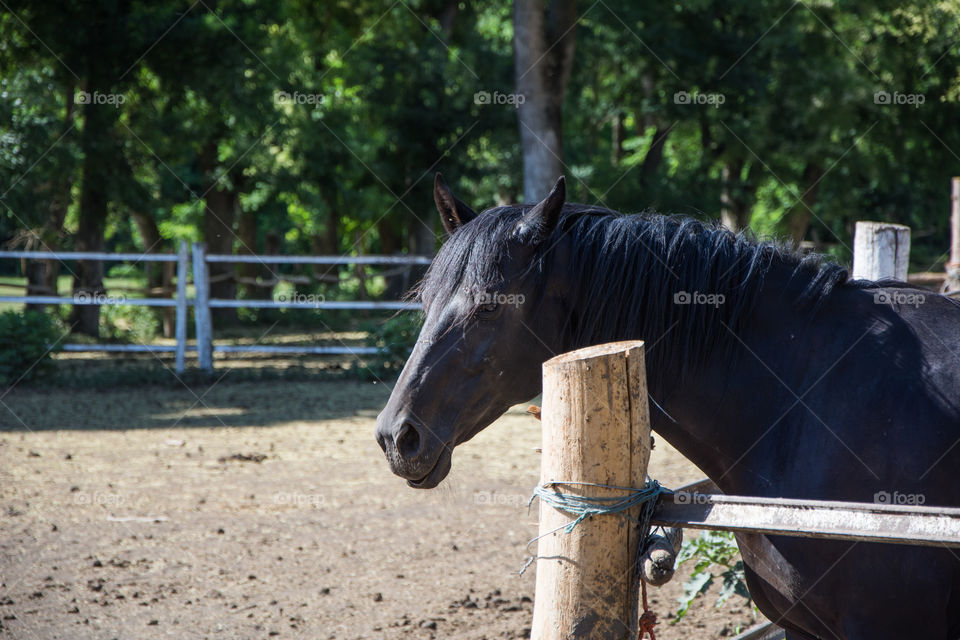 Horse on a farm.Sun and nature