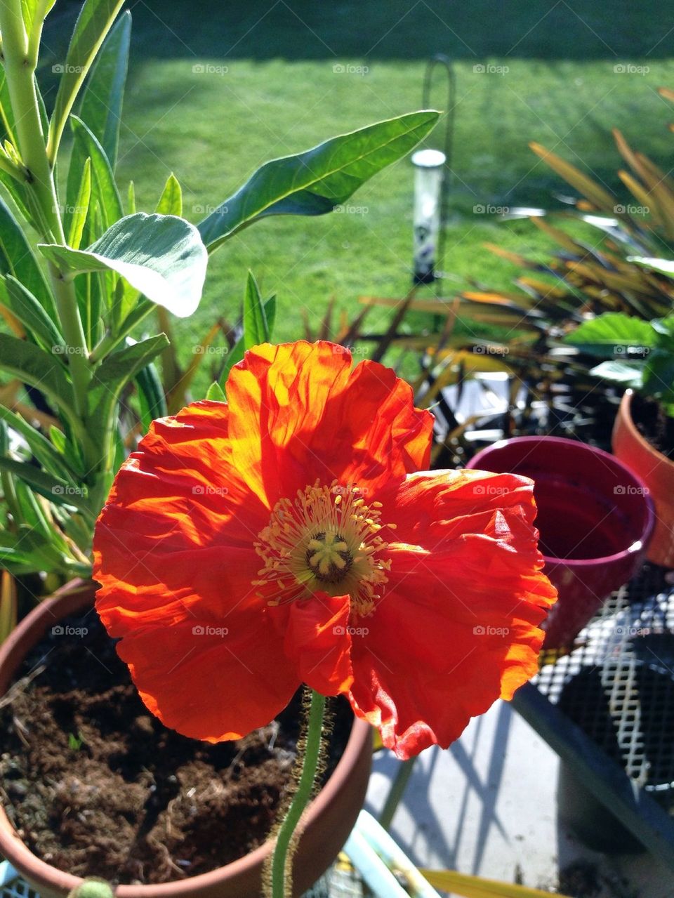 Iceland poppy