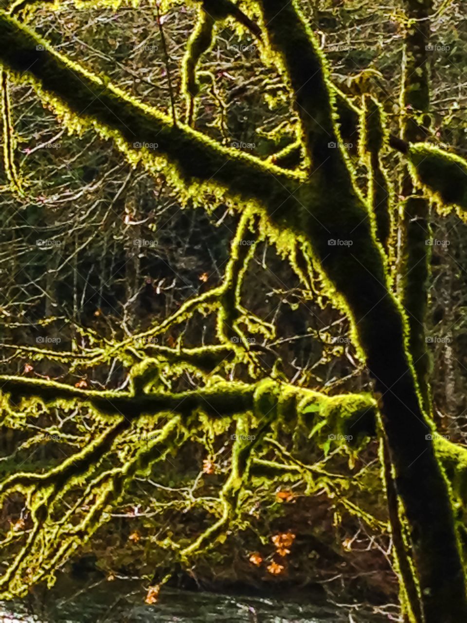 Mossy trees