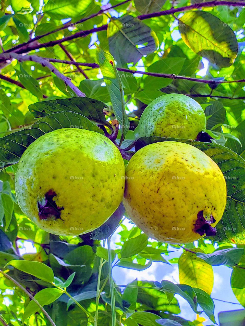 guava tree