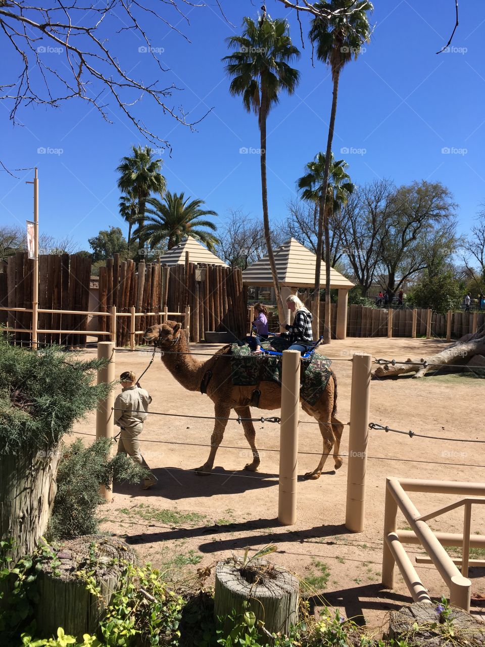 Aunt and niece and camel 