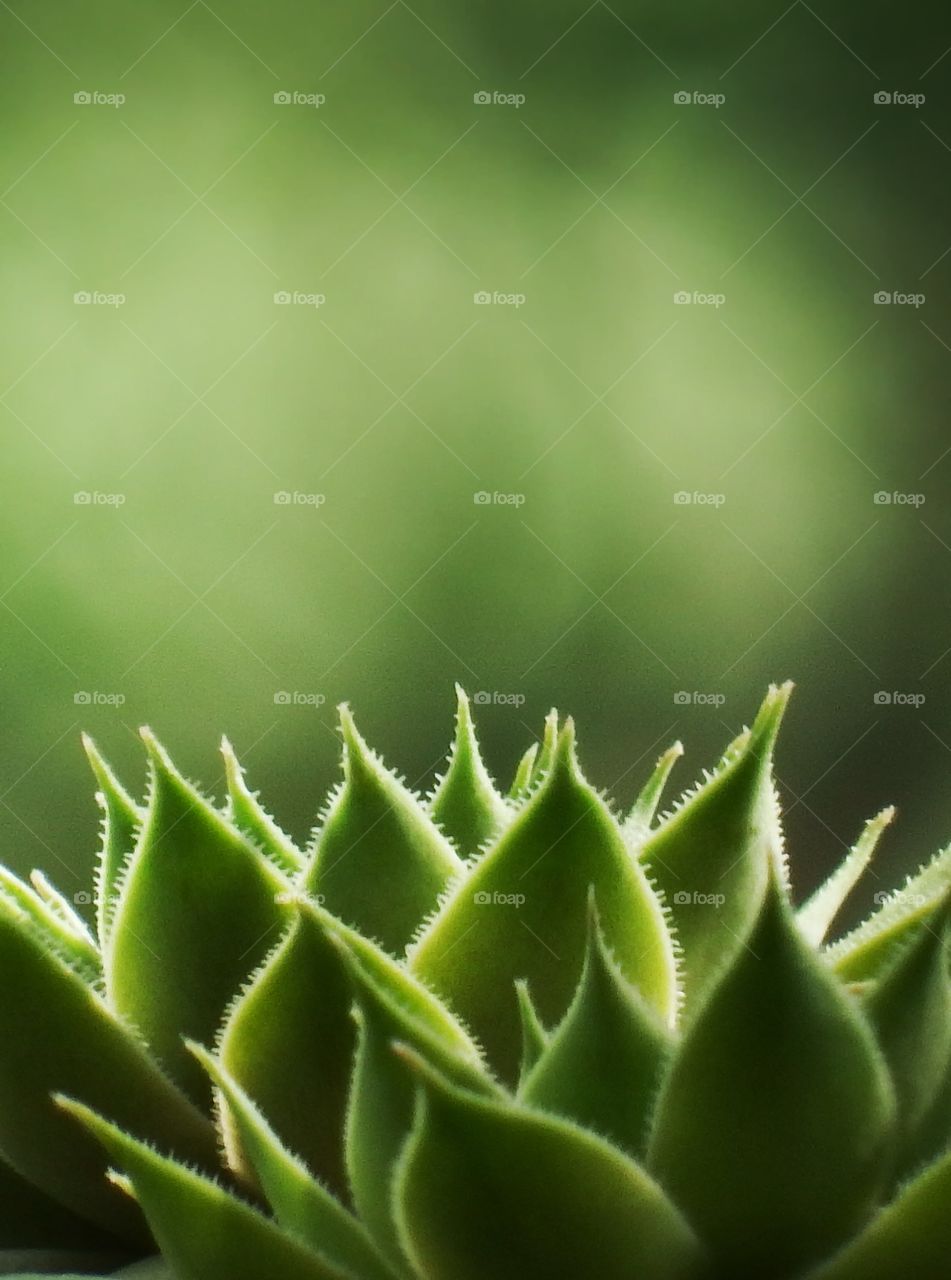 Green plant closeup with bokeh. Captured this on my balcony with my zoom lens. 