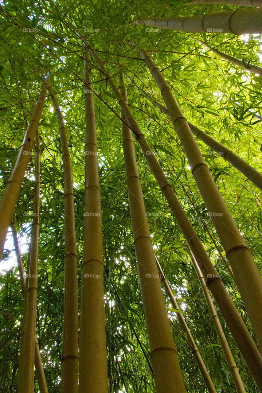 Green bamboo forest