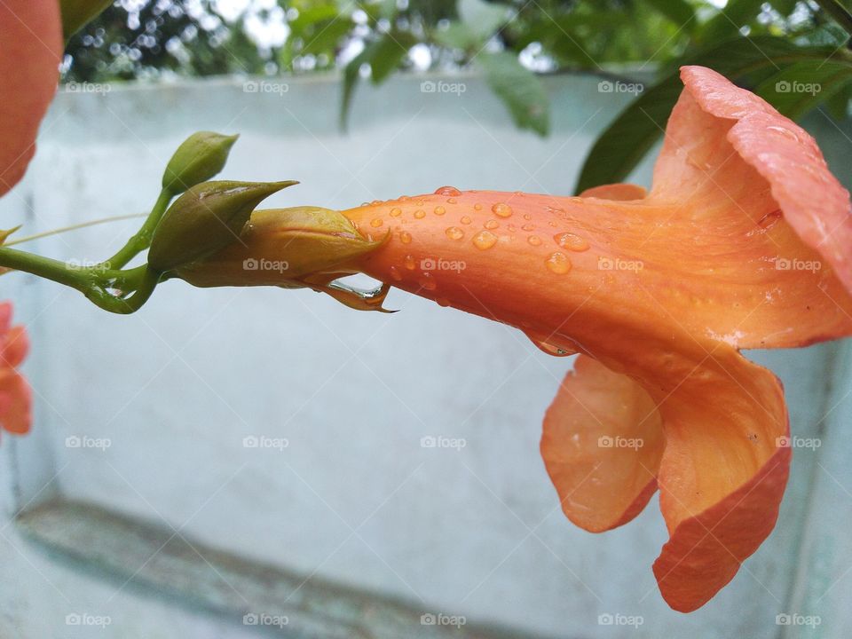 water drops on flowers buds in rainy season