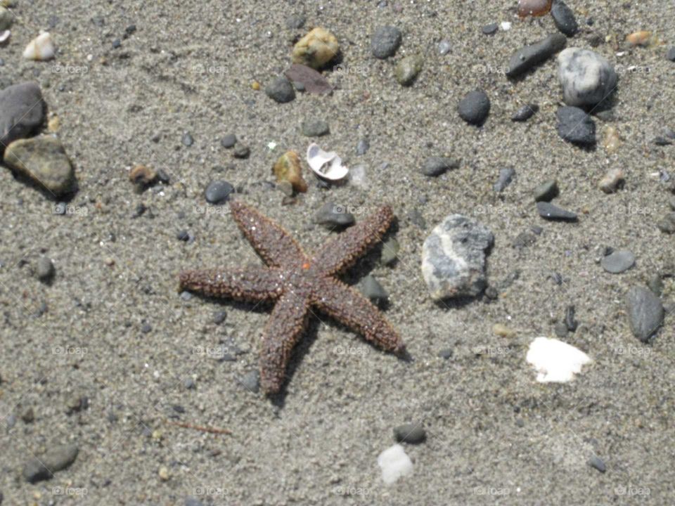 Sand, Beach, Seashore, Starfish, Shell