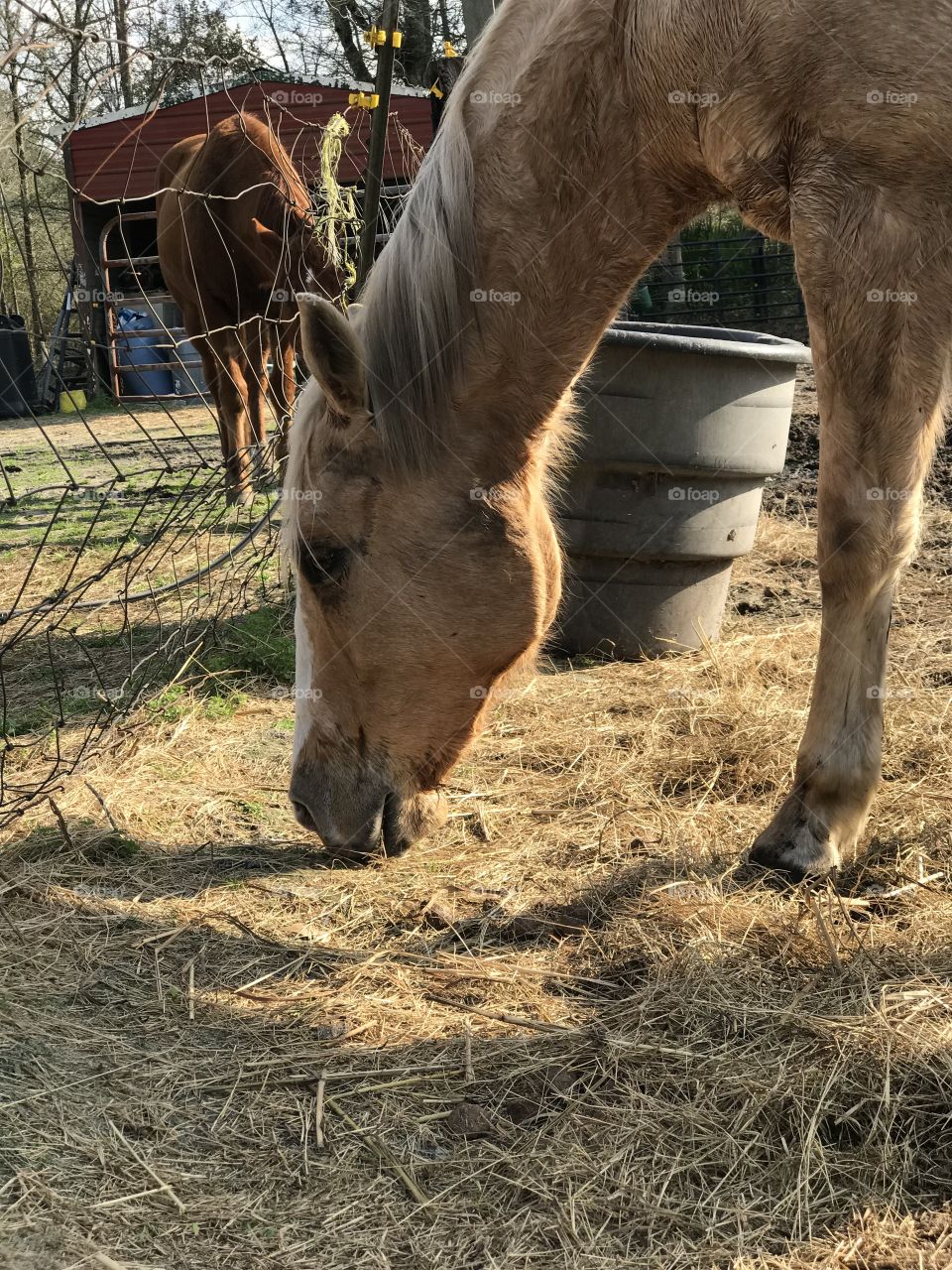 Wrangler nibbling on hay