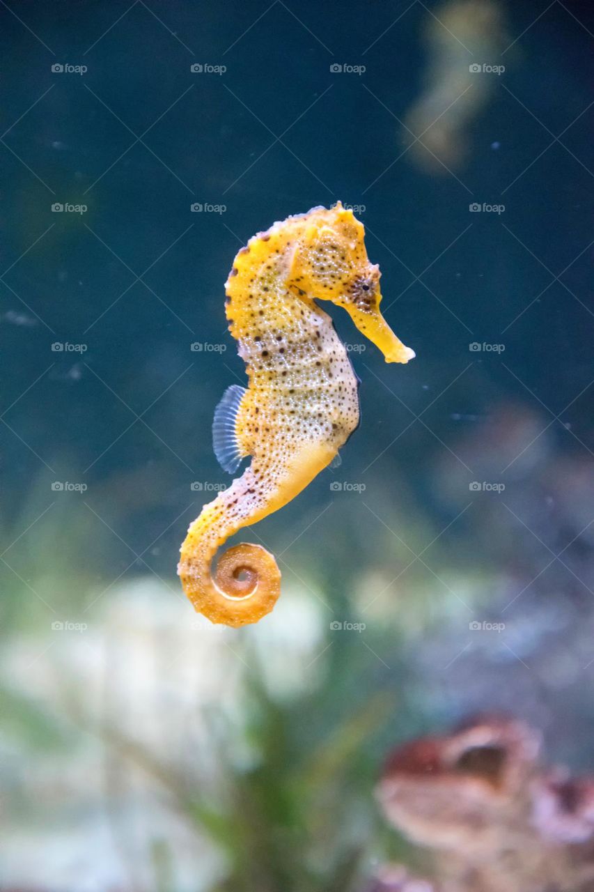 Seahorse