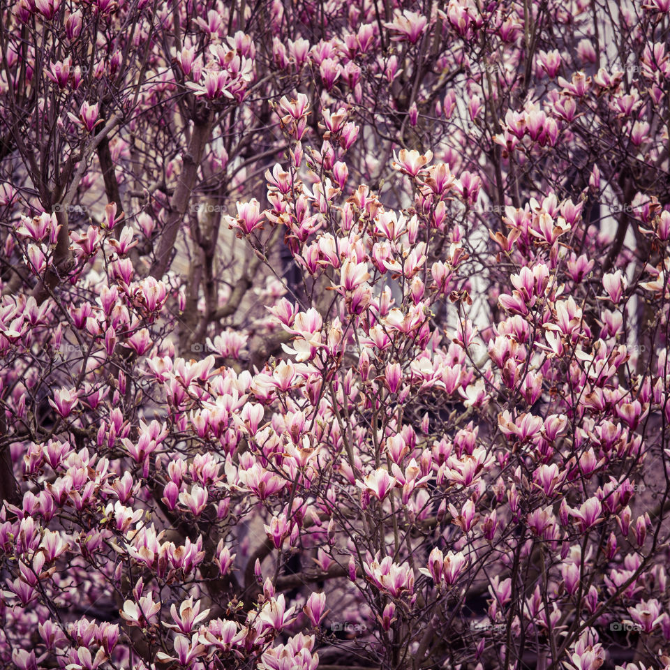 Spring flowers in London