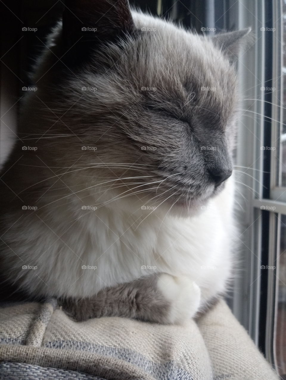 Blue point silver Himalayan Siamese cat closeup of side profile with eyes closed relaxing