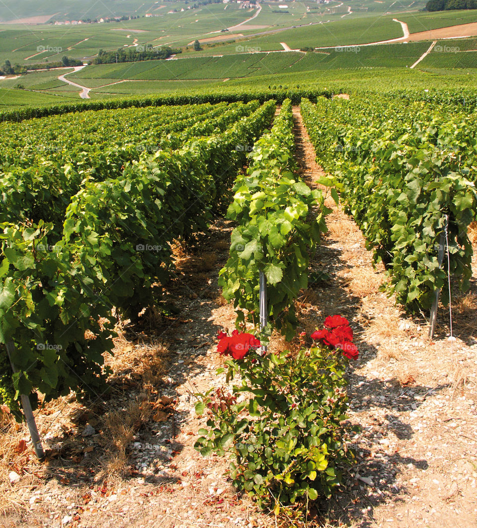 Champagne . Vineyards 