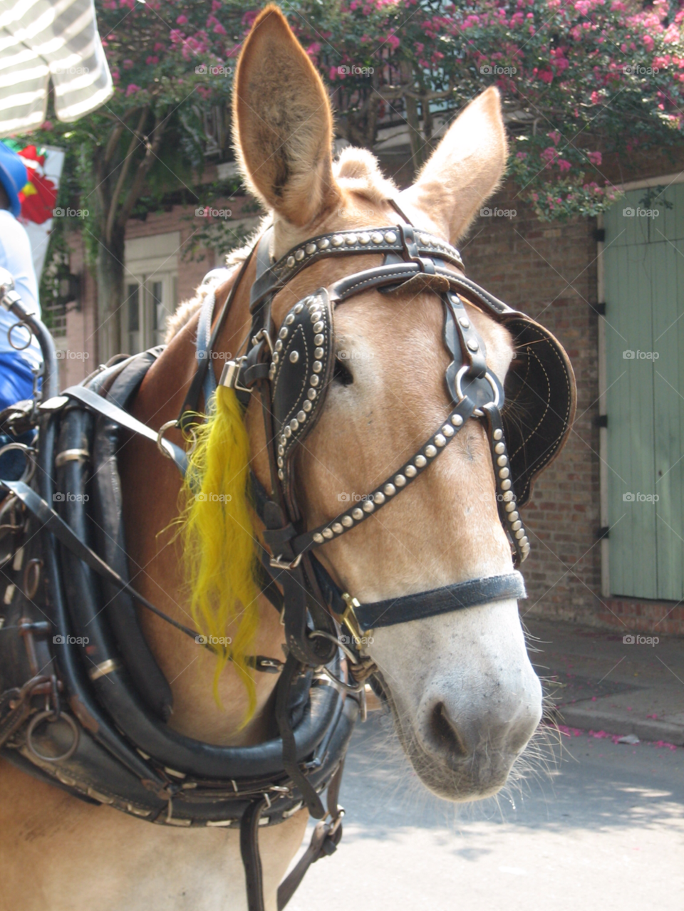 travel horse new orleans vacation by melody