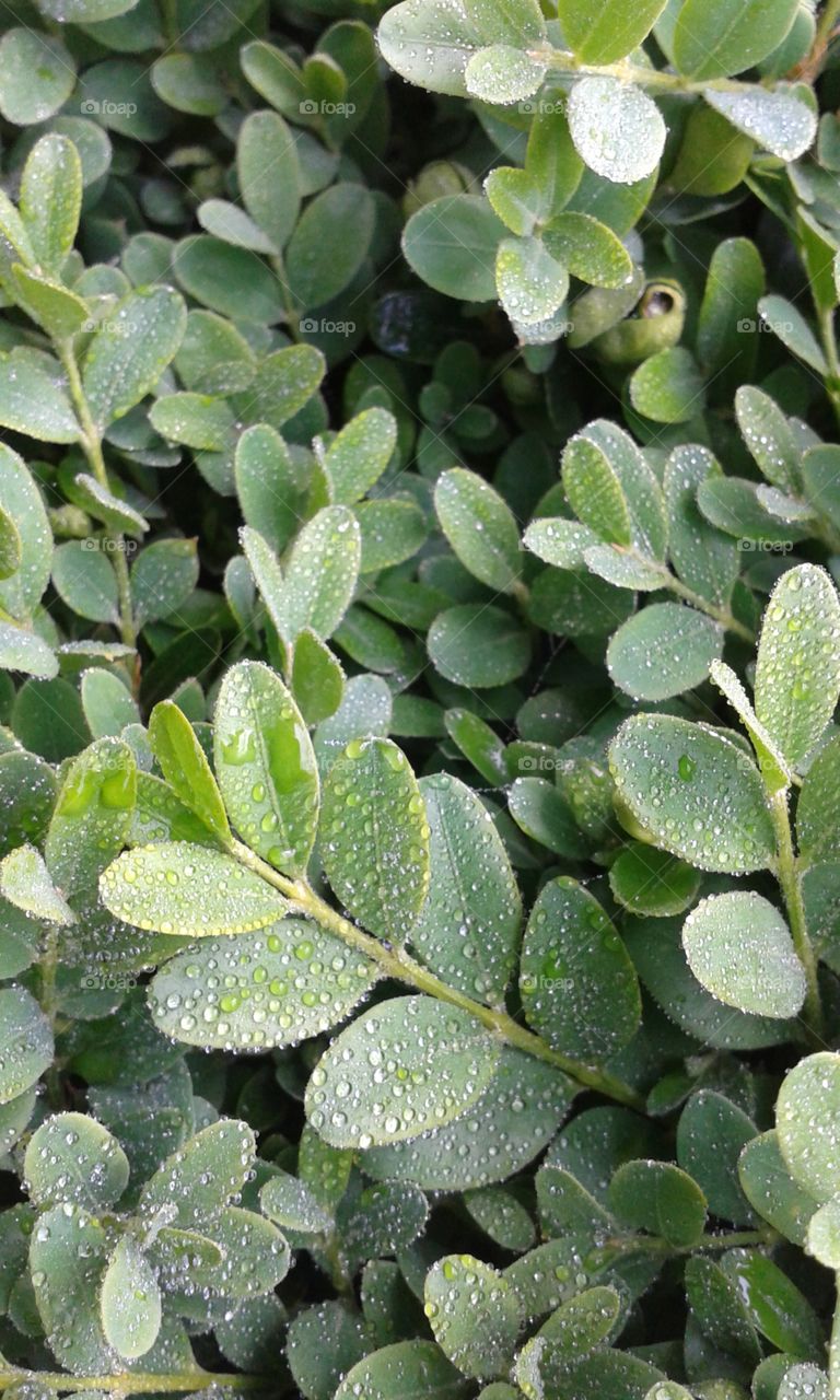 dewy boxwood leaves. just a lovely look on such tiny leaves
