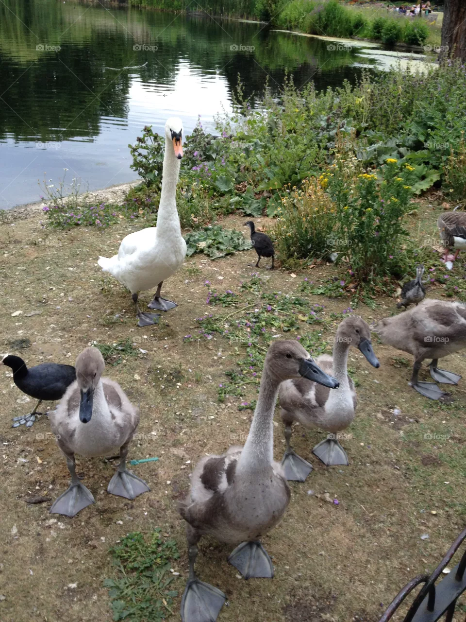 Ducks