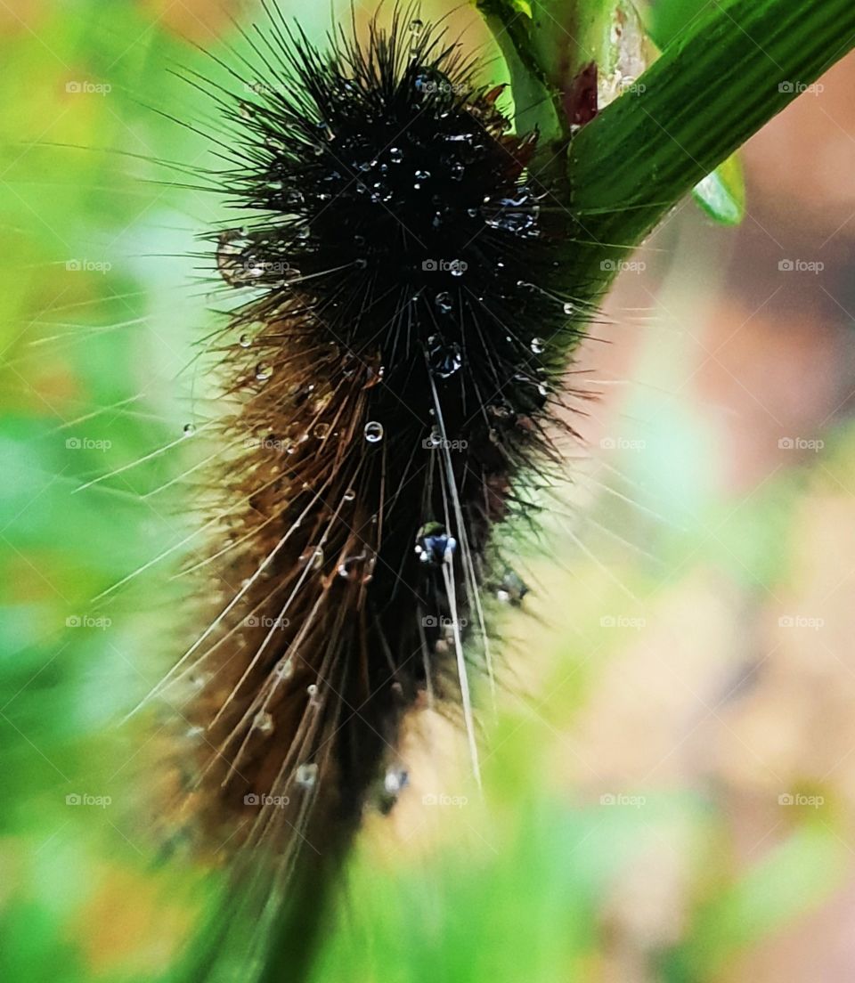 A hairy worm covered in dew drops, clinging onto a dandelion weed