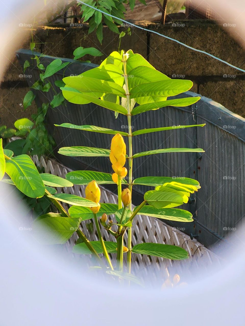 King forest in blooms