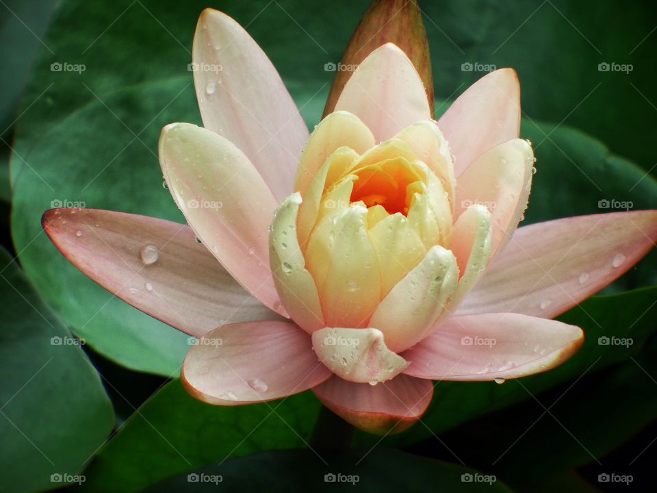 Beautiful pastel water lilly opened up after a rain.
