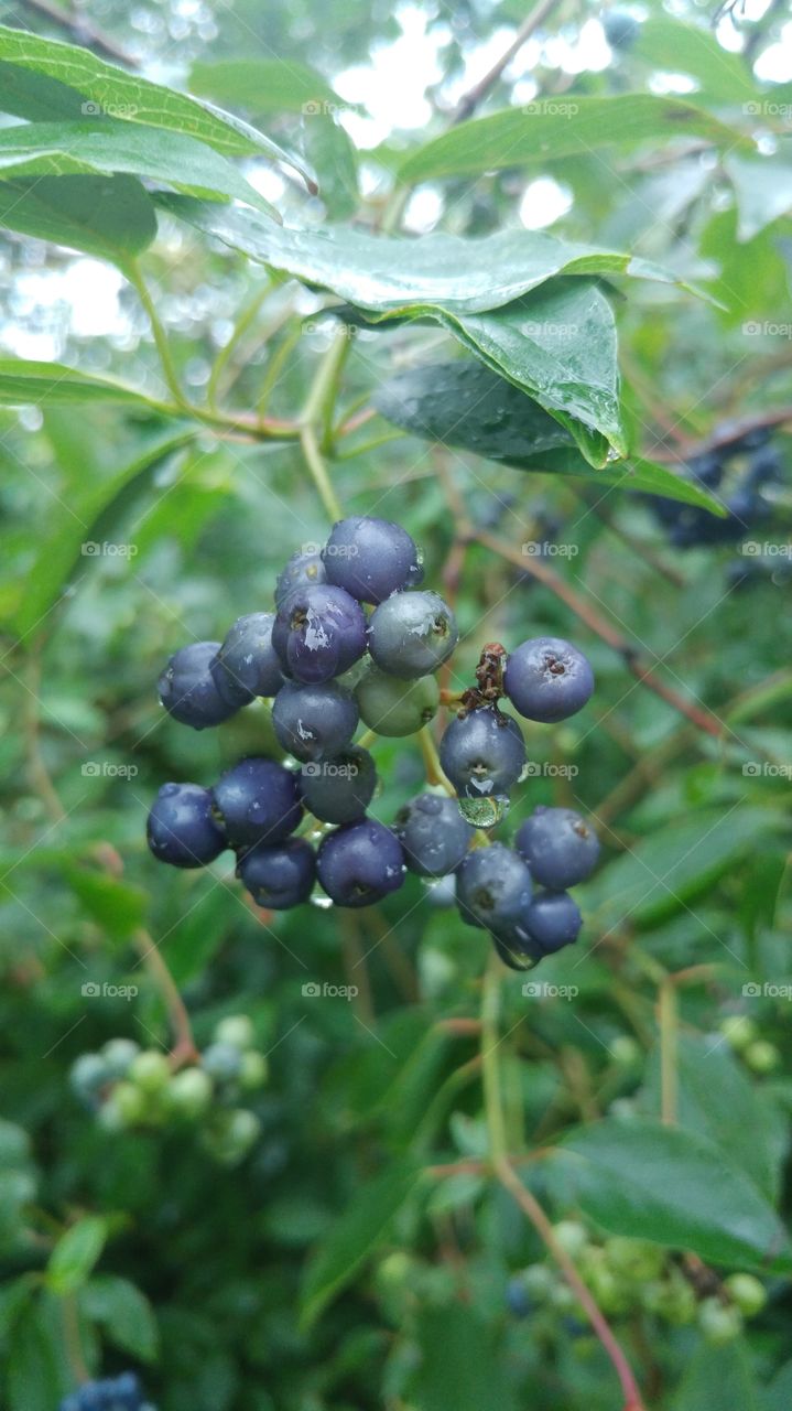Berries after the rain