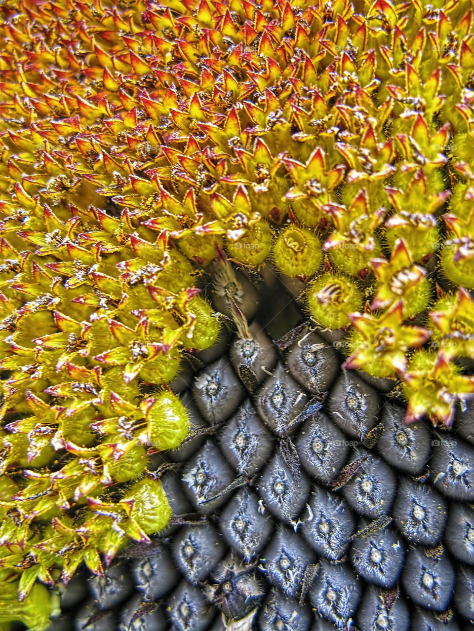 Sunflower head