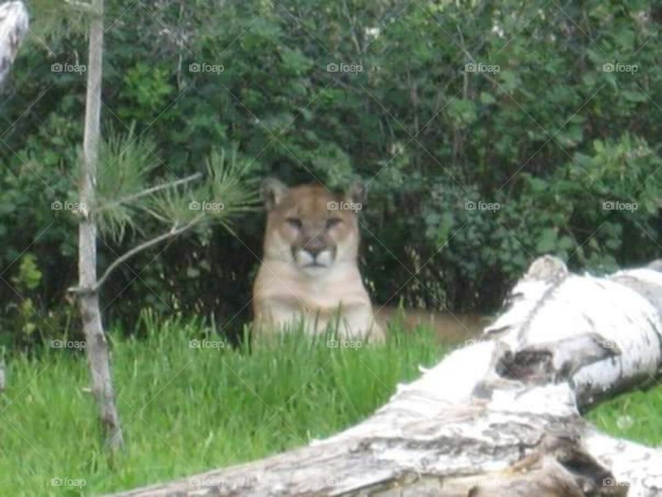 Cougar laying under a shrub.