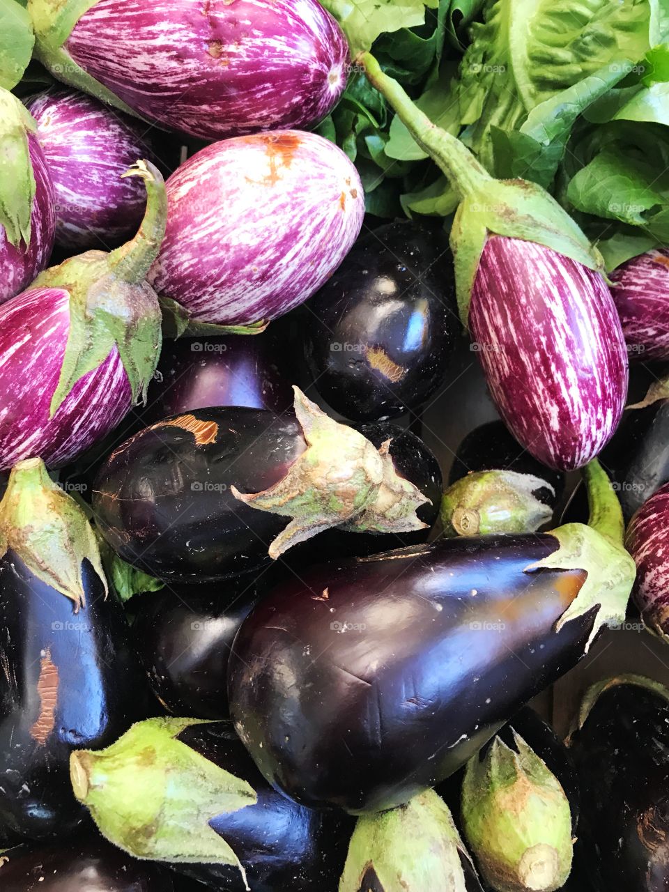 Eggplant