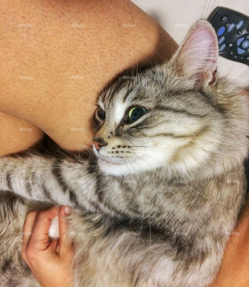 Cute cat, siberian breed silver version 