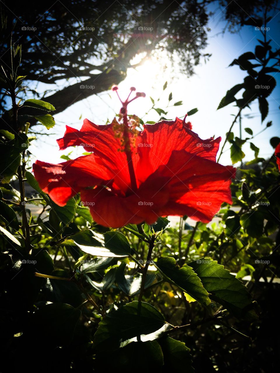 Red hibiscus flower blooming in  the sunlight 