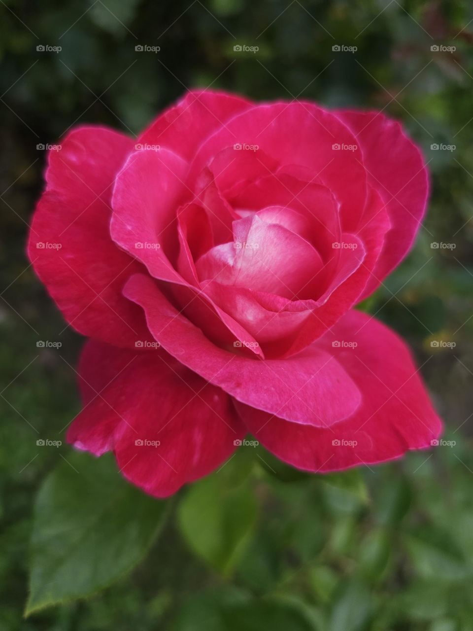 Wonderful  Rose