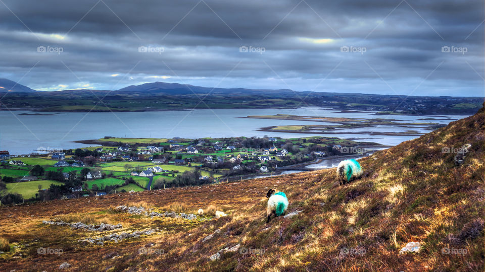 Sheeps at Croagh Patrick, Ireland