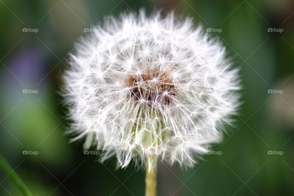 macro shot of dandelion